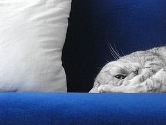 Grey cat on blue sofa with cushion