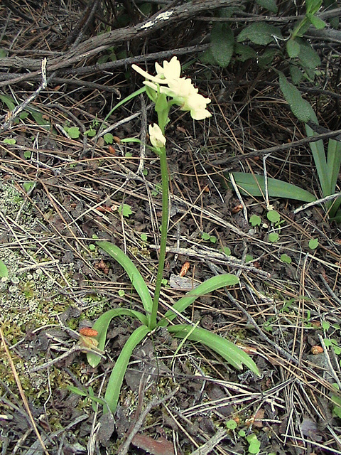 Dactylorhiza romana