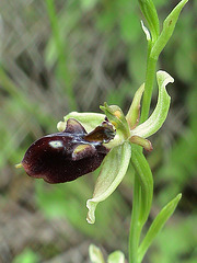 Ophrys mammosa (Busen-Ragwurz)