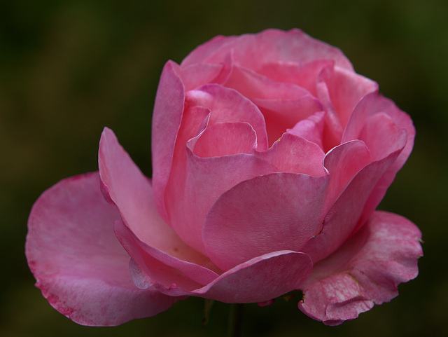 Rose 2 (Color)