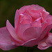 Rose 2 (Color)