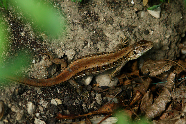 Bavarian Wildlife, Part Two