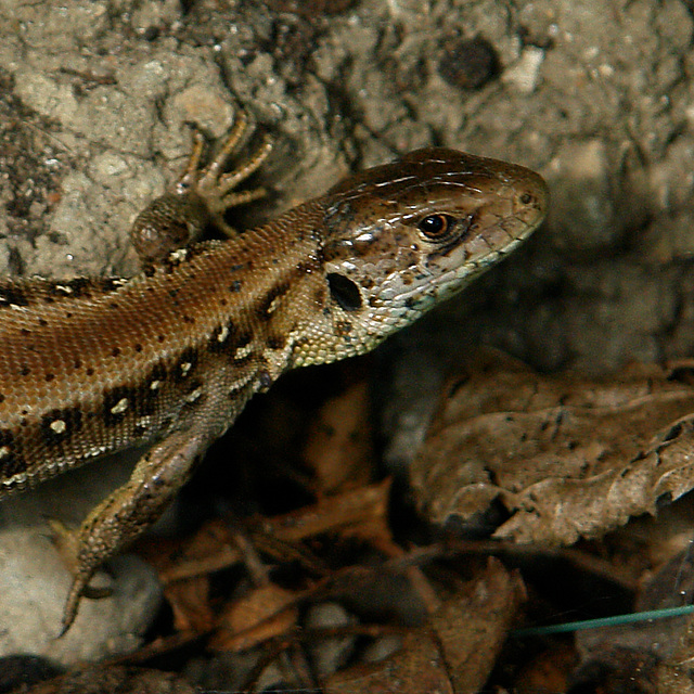 Lizard (detail)