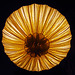 qualle / jellyfish / méduse