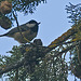 Carbonero Garrapinos (Parus ater)
