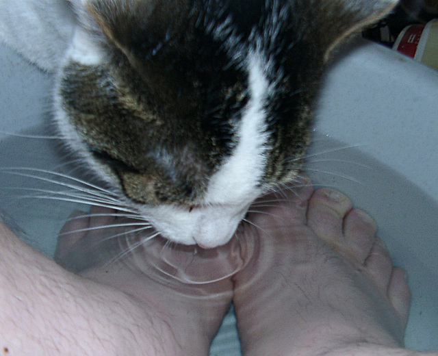 07050004 cat drinking some colingdownmyfeets-water