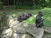 Berlin, Zoologischer Garten, gorilla thinker (4)