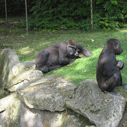Berlin, Zoologischer Garten, gorilla thinker (4)