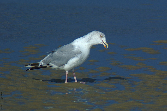 Seagull 3
