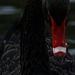 Evil Swan ;)