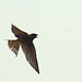 Barn-swallow