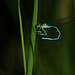 Blue Dragonfly #2