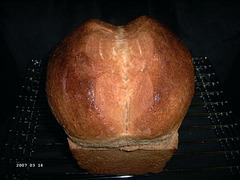 Whole Wheat Bread made with Hard Wheat 1
