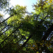 Buchen im Deister /beech trees in the autumn sun