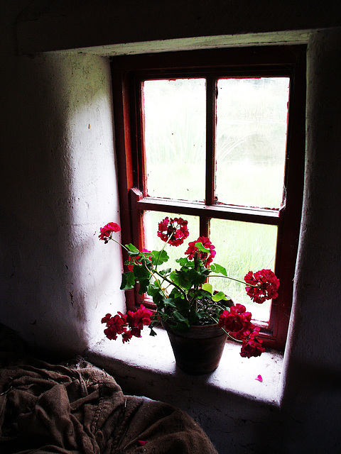 die Blumen am Fenster
