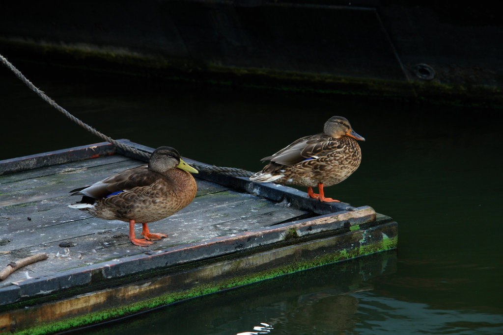 More Ducks (Wormerveer, Netherlands)