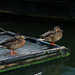 More Ducks (Wormerveer, Netherlands)
