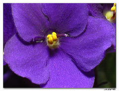 Violeta Africana (Saintpaulia ionantha)