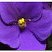 Violeta Africana (Saintpaulia ionantha)