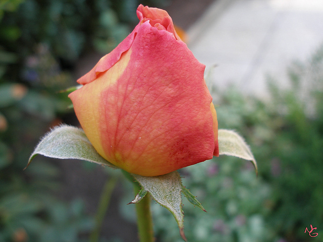 Soft-Rose