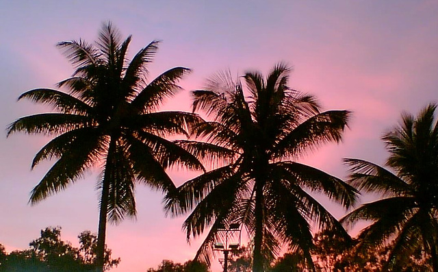 Evening palms