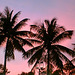 Evening palms