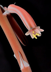 Aloe variegata 3