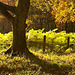 Herbstwald | Autumnal forest