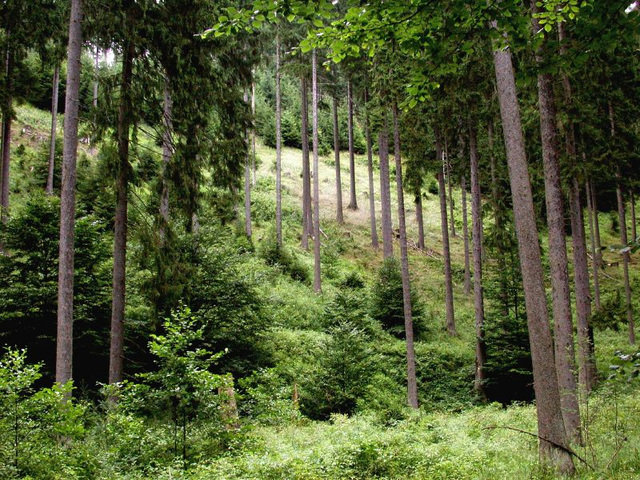 Harzer Wald