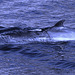 Sea of Sesimbra, juvenile Minke Whale trapped by a fishing net (1)