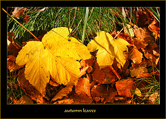 Atumn leaves