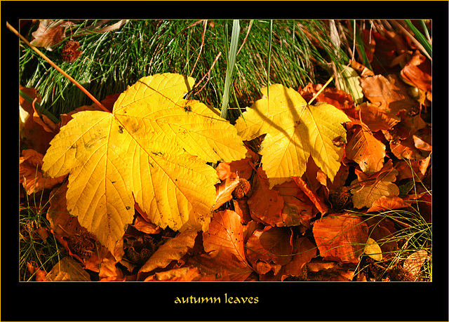 Atumn leaves