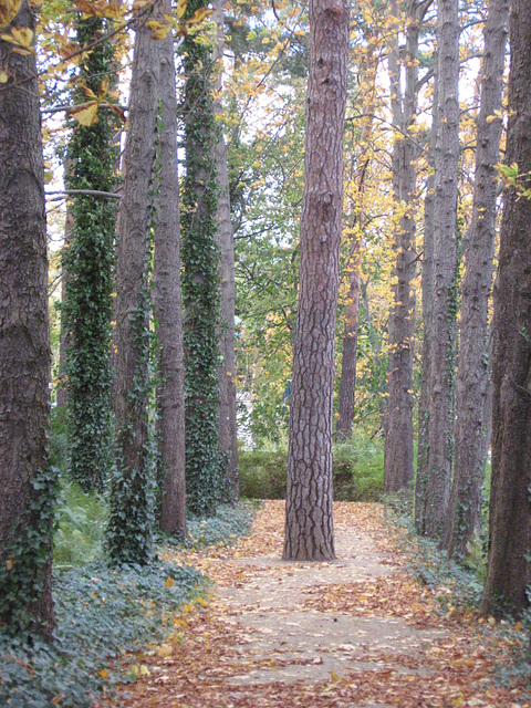 Wannsee trees