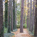 Wannsee trees