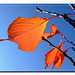 Herbstblätter eines Tulpenbäumchen's