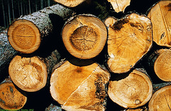 Logs In Sumavsky Narodni Pamatka, Picture 4, Budejovicky Kraj, Bohemia(CZ), 2007