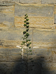 Pennshurst church ivy