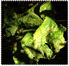 welkes Blatt / limp leaf in forest