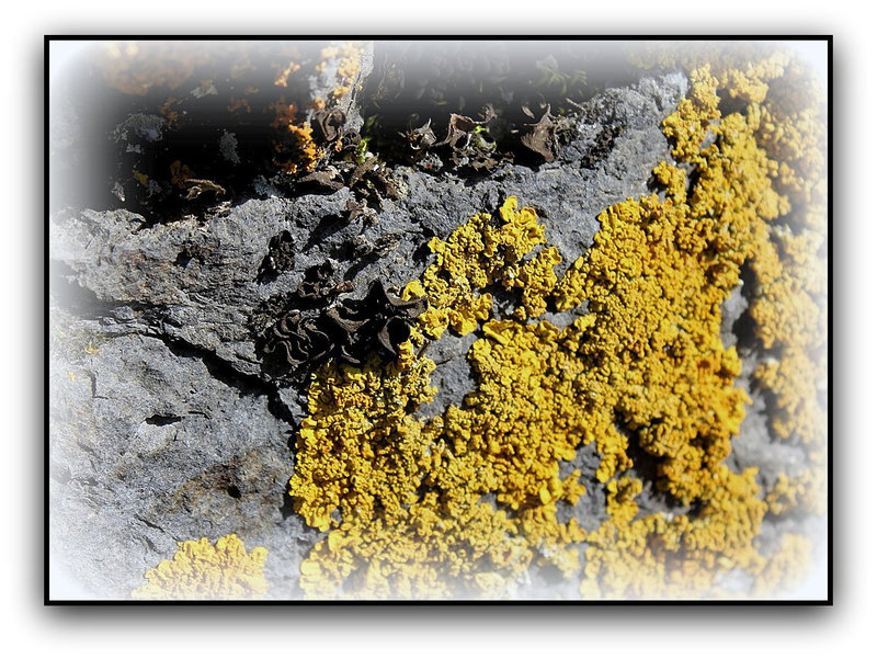 Lichens Dont un Collema noir
