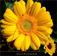 *Sunflower*