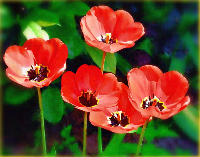 Tulips...say it with flowers.