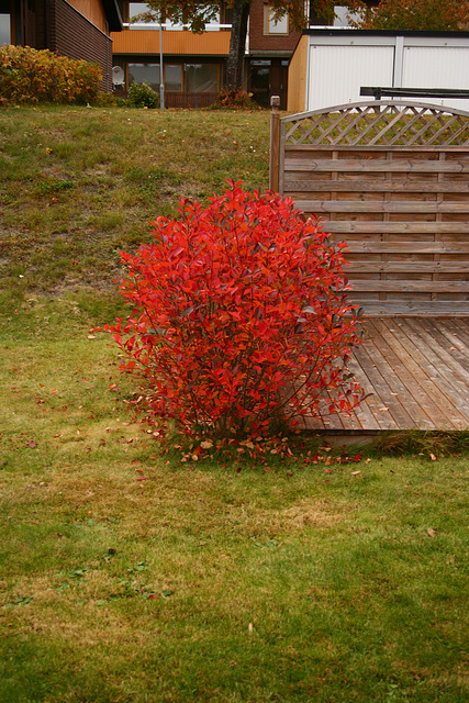 Red bush