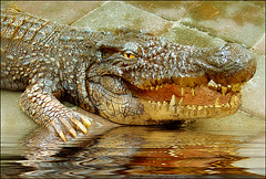 My "guardian crocodil"...