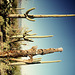 Saguaros - Original (03990003)
