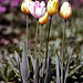Tulips (03990001)