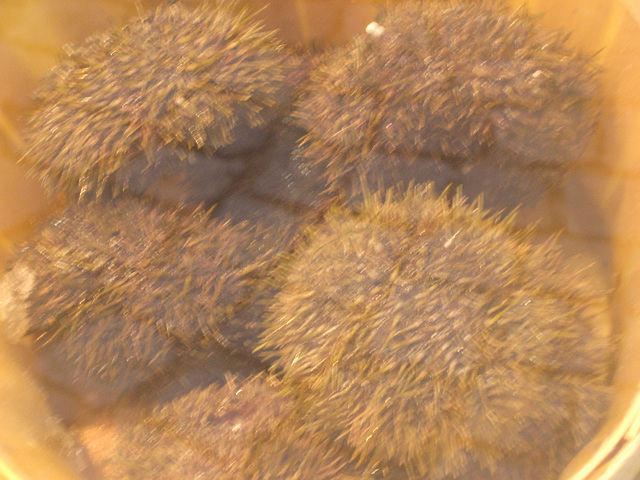 Street urchins