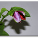 L'élégante-Passiflora x alata