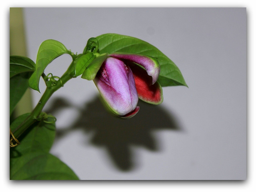 L'élégante-Passiflora x alata