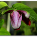 Coiffure de printemps-  Passiflora x alata