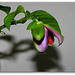 Passiflora x alata